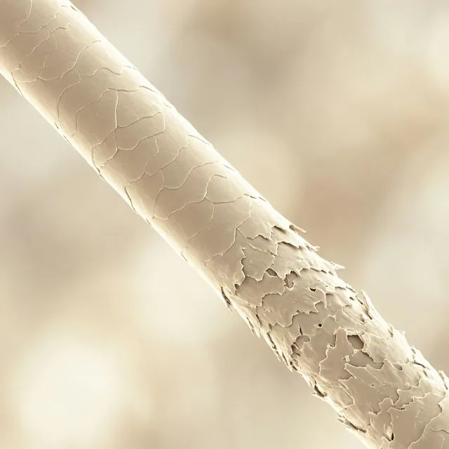 Estructura del cabello: equilibrio entre una fibra estable y agentes externos